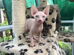 Gatitos Sphynx bien entrenados en venta.
