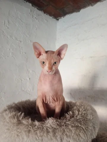Gato sphinx esfinge