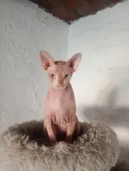 Gato sphinx esfinge