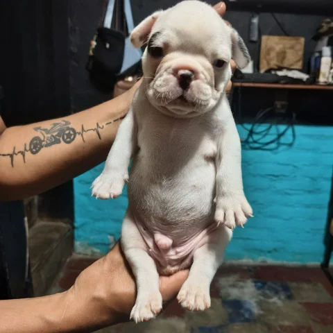 Venta de bulldog frances