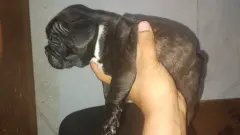 Venta de bulldog frances - foto 5