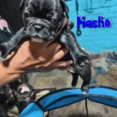 Venta de bulldog frances - foto 4