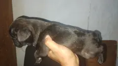 Venta de bulldog frances - foto 7