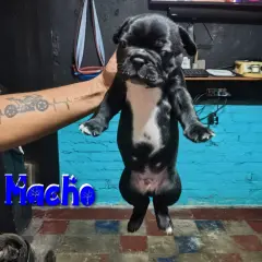 Venta de bulldog frances - foto 3
