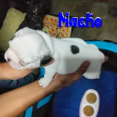 Venta de bulldog frances - foto 2