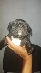 Venta de bulldog frances - foto 6