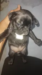 Venta de bulldog frances - foto 8