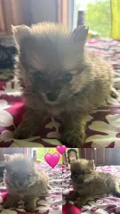 Se venden pomeriano tengo hembras y machos - foto 4