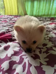 Se venden pomeriano tengo hembras y machos - foto 6