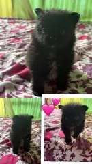 Se venden pomeriano tengo hembras y machos - foto 3