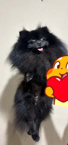 Se venden pomeriano tengo hembras y machos