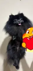 Se venden pomeriano tengo hembras y machos