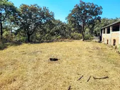 PREDIO RUSTICO LOS PINOS EN TALA JAL. 6.6 ha. - foto 7