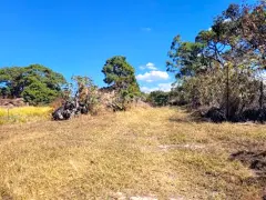 PREDIO RUSTICO LOS PINOS EN TALA JAL. 6.6 ha. - foto 8